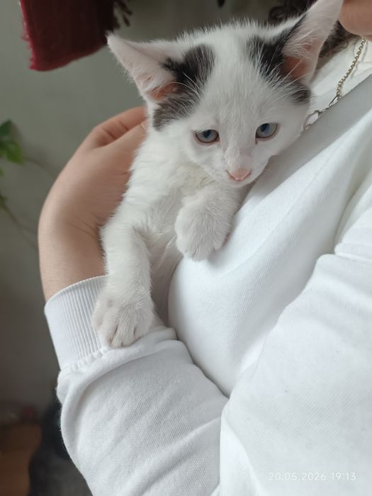 Котета търсят семейство