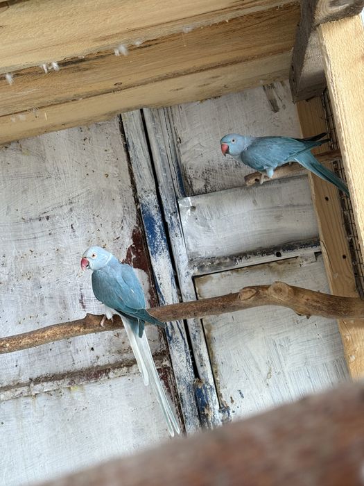 Perechi mature papagali micul alexandru