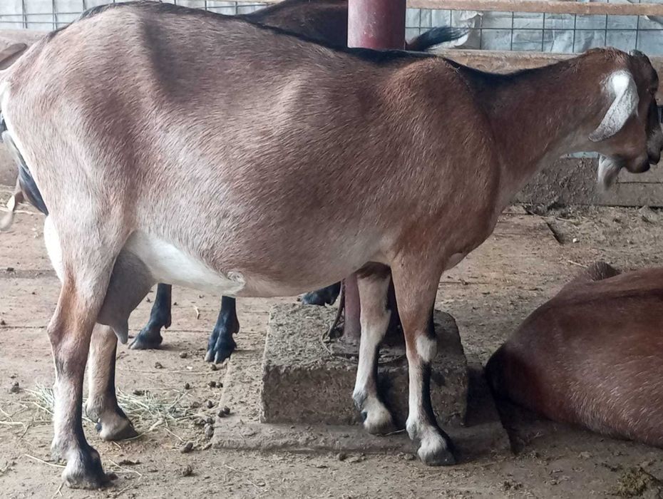 Capre Anglo Nubiene si Alpine Franceze Burlesti • OLX.ro