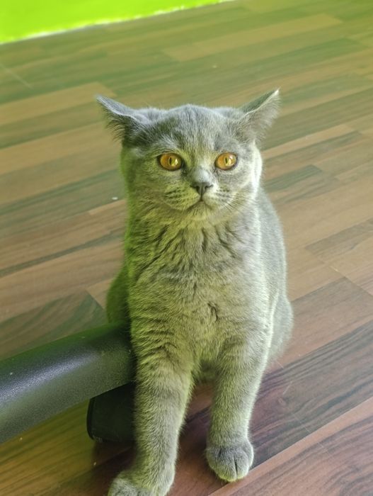 Британски котета