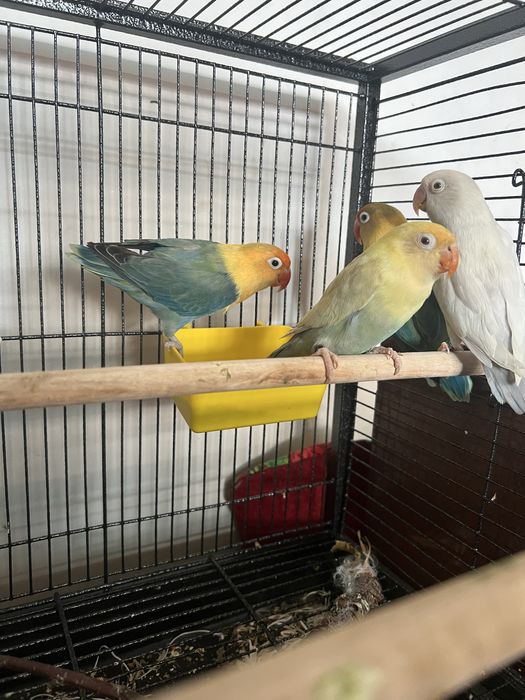 Жақында жұмыртқалайды екеуіде