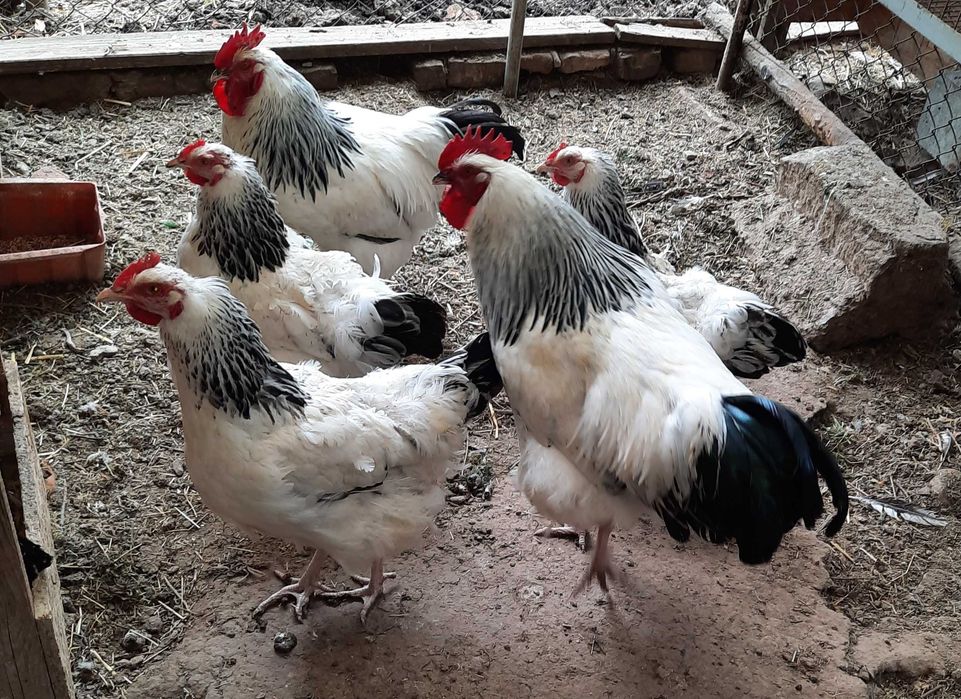 Cocos Sussex HD talie mare tineri