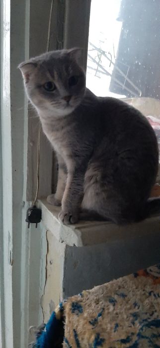 Кошечки домашние протдам Продам домик для кошки или маленькой собачки