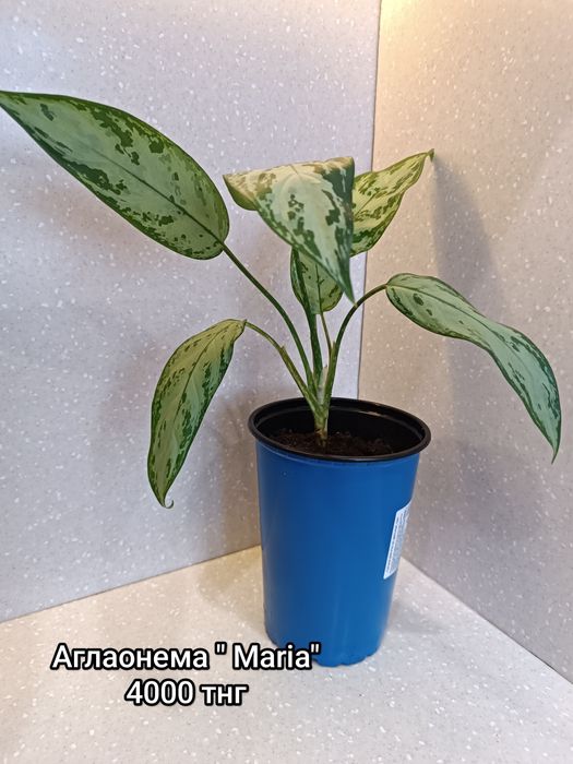 Продам комнатные цветы