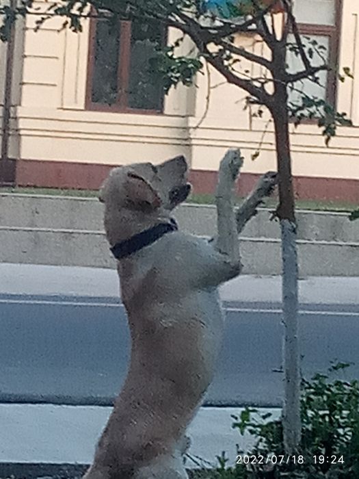 Вязка собаки породы ЛАБРАДОР - РЕТРИВЕР