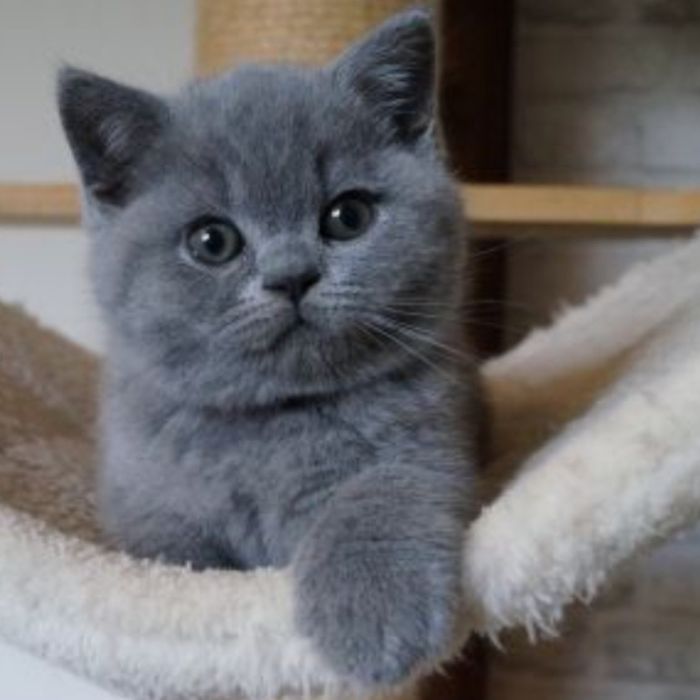 British shorthair