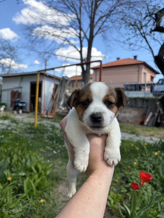 Джак ръсел териер