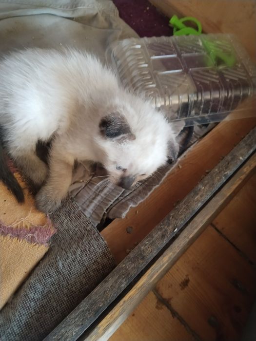 Продается котенок!