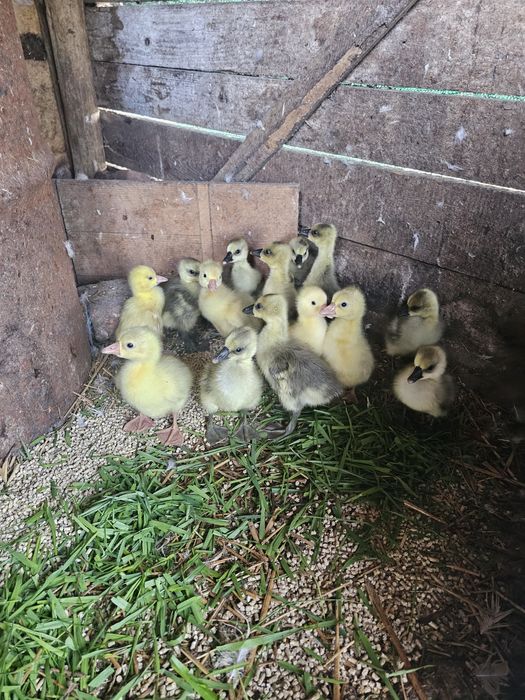 Boboci gâscă leșească