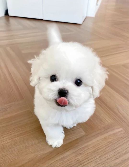 Bichon Maltez Mini toy