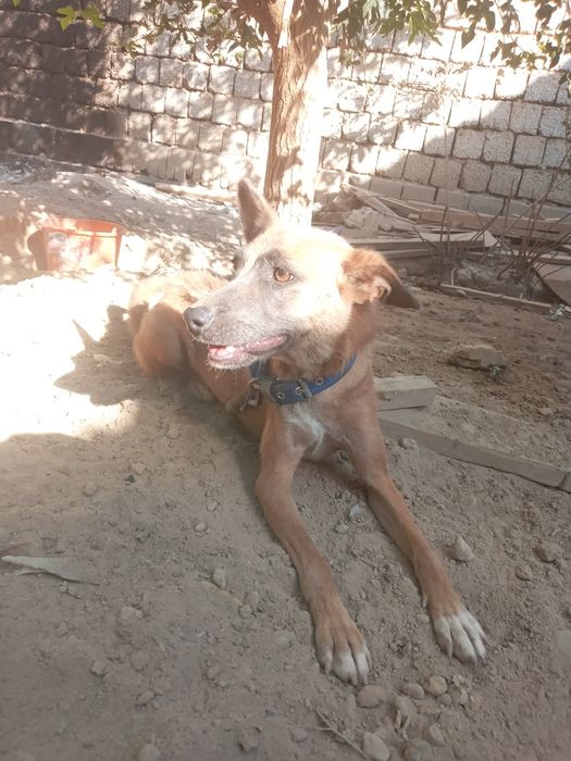 Собака лайча отдам даром