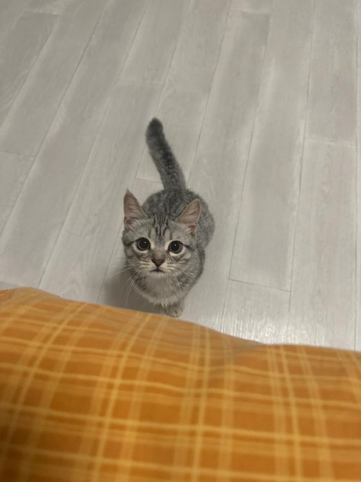 Потерялся кот, просим помочь найти за вознаграждение