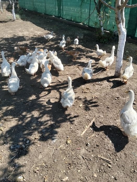 Rațe bune de carne și de ouă 50 RON bucata preț foarte bun