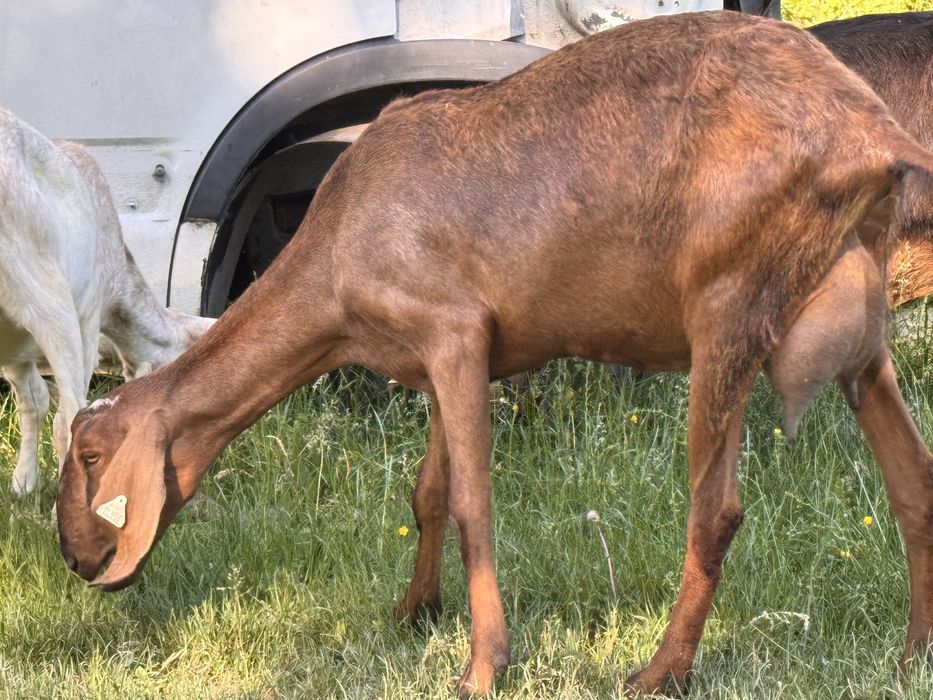 Capra anglonubian