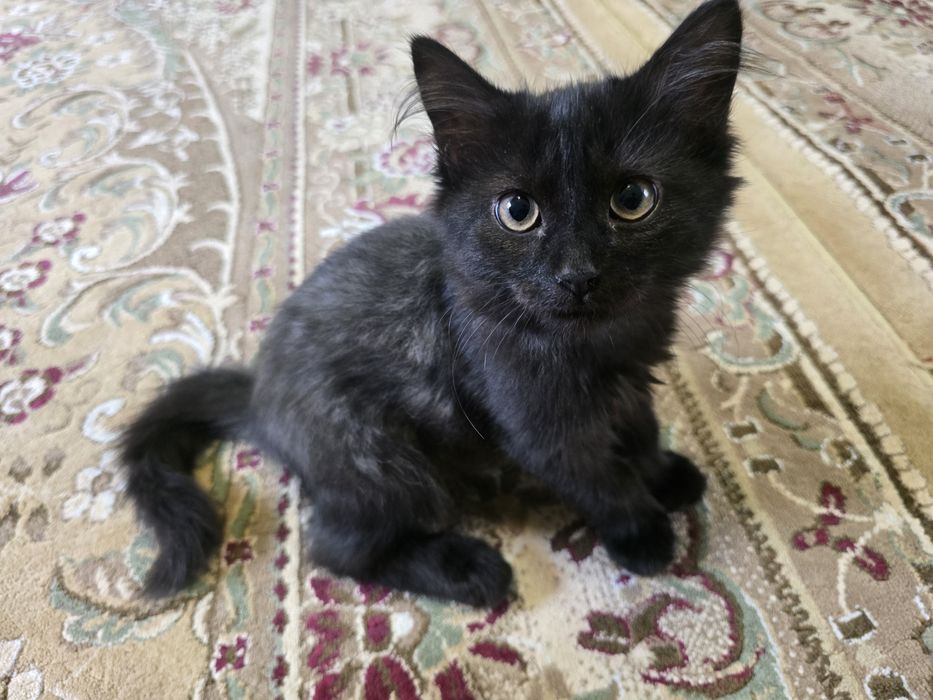 Отдам чёрного котёнка