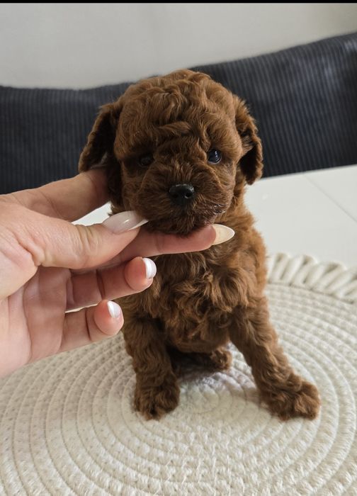 Пудел Тийкъп ,Пудел той Рооdle с родословие