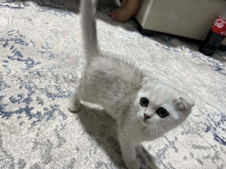шотландская вислоухо Scottish Fold с окрасом серебристая шиншилла