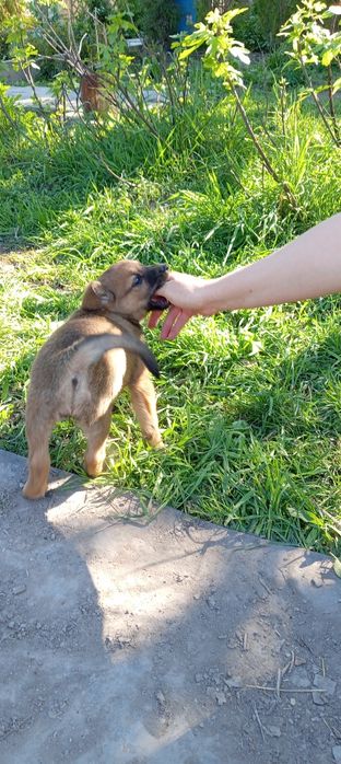 Щенки 2 месячные. Kuchukchalar