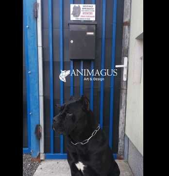 Placa Avertizare Caine Rau Periculos Cane Corso