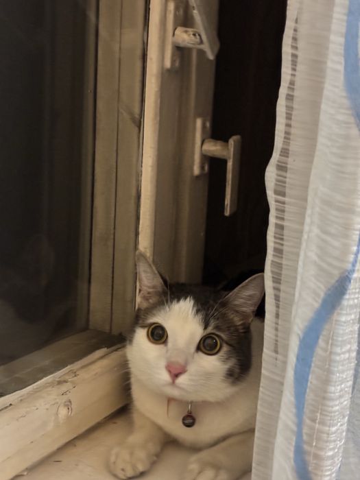 отдам кота в добрые руки