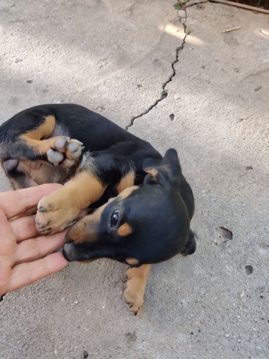 Donez căței de rasă tekeli