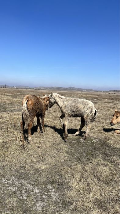 Тайлар сатылады.