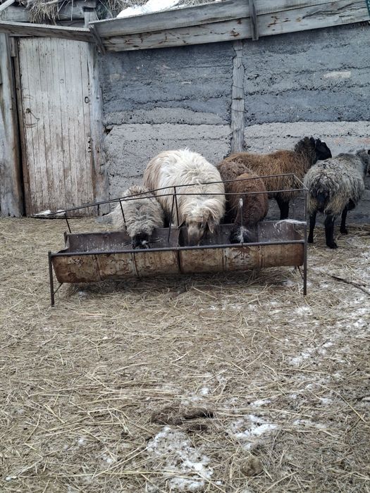 Қошқар сатылады Қарамұрын ауылы