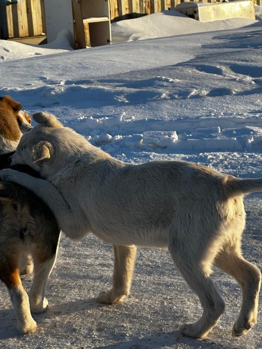 Отдам щенков подростков в добрые руки