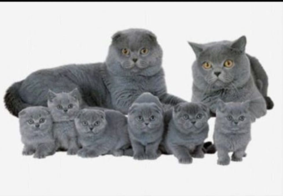 Вислоухие шотландские котята , вислоухий котенок