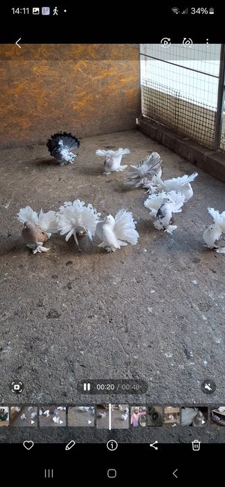 Porumbei de vânzare