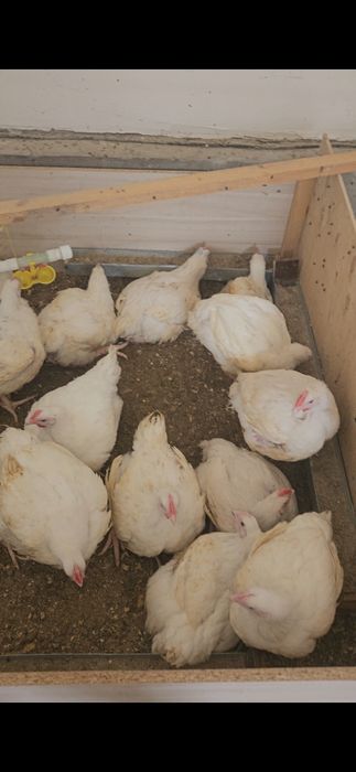 Тушка домашнего бройлера