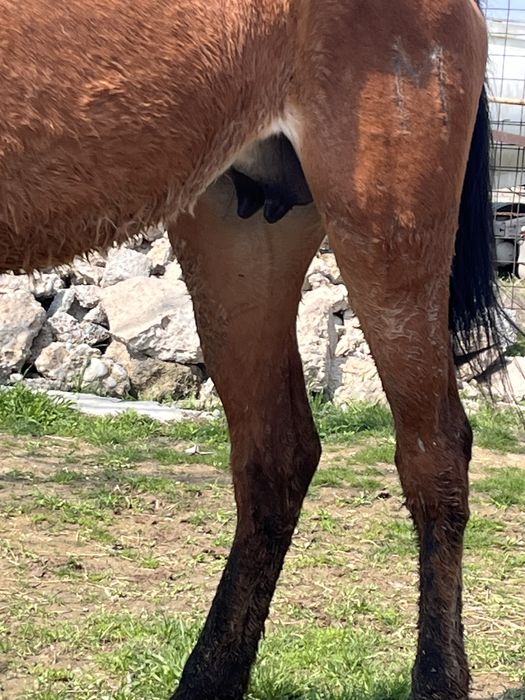 Құлынды бие сатылады