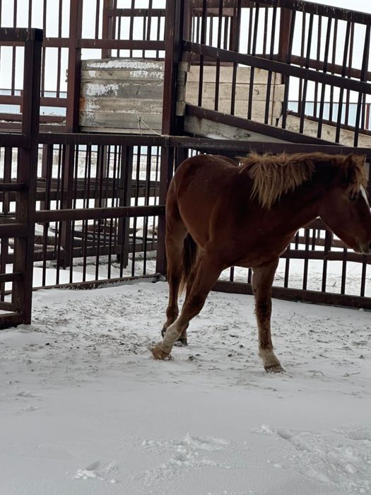 Құнан сатылады.