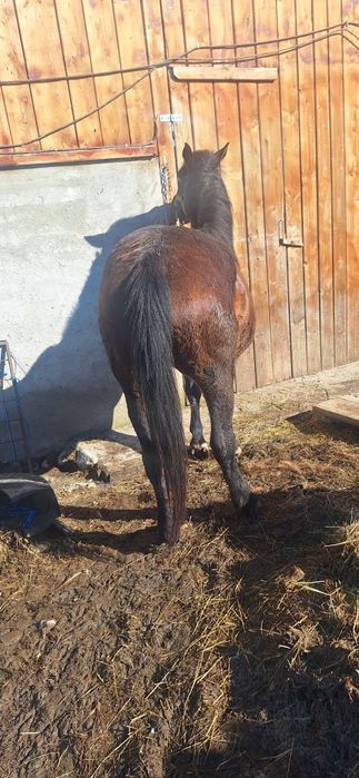 Vând mânză de 3 ani merge bine la strafpotcovită acte