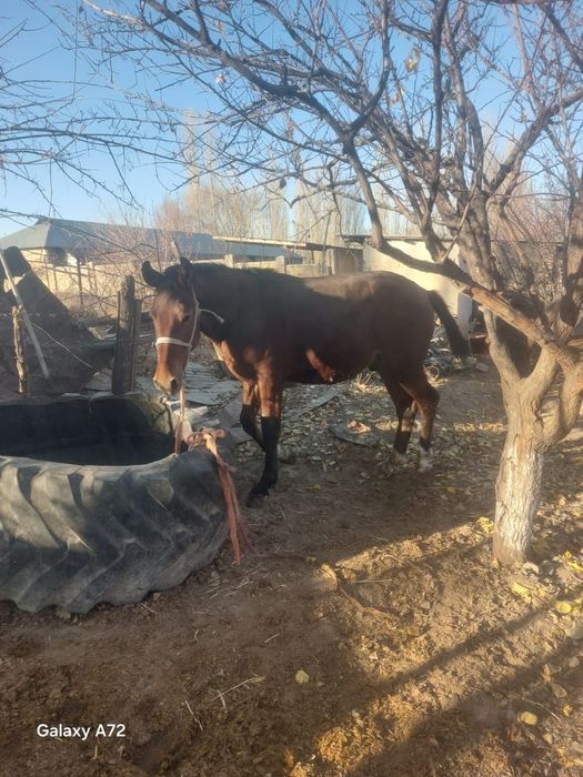 Дөнен тай сатылады