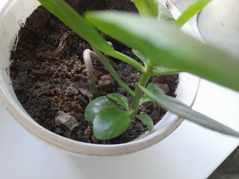 Продаю комнатные цветы