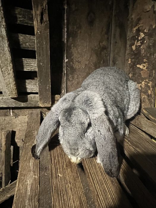 Iepure berbec german