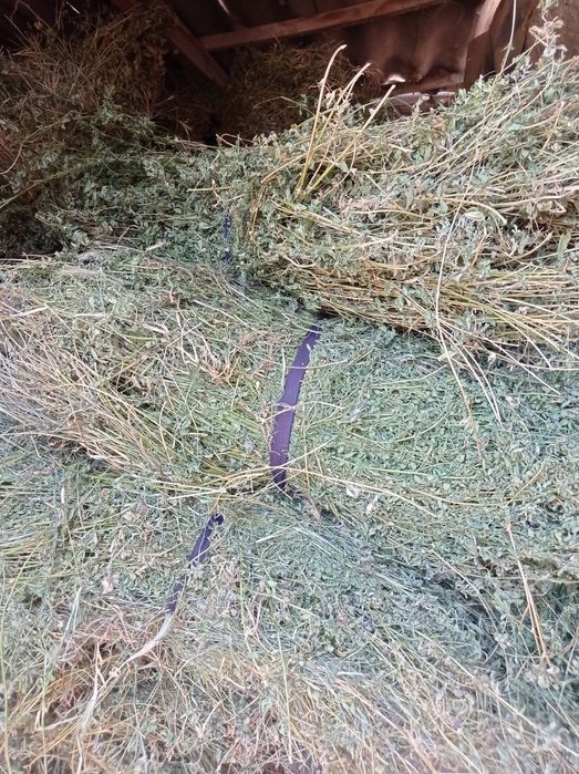 Beda guli bilan bogʻlangan