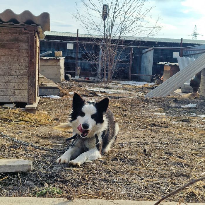 Собака Луна из приюта Хвостатый Рай