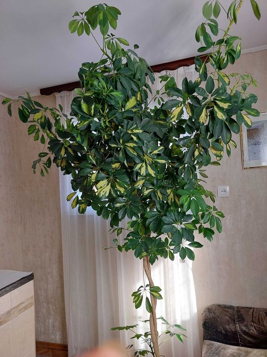 Продается  комнатное  высокое растение Шеффлера