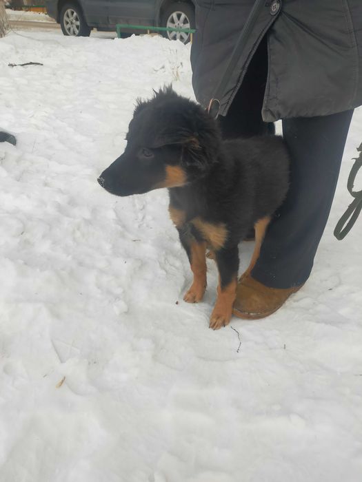 Бесплатно дарим собачку
