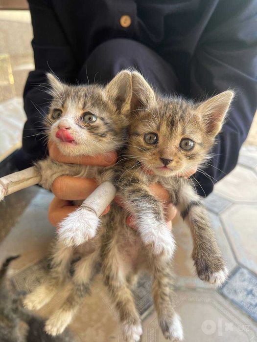 Котята 1.5 месяцов