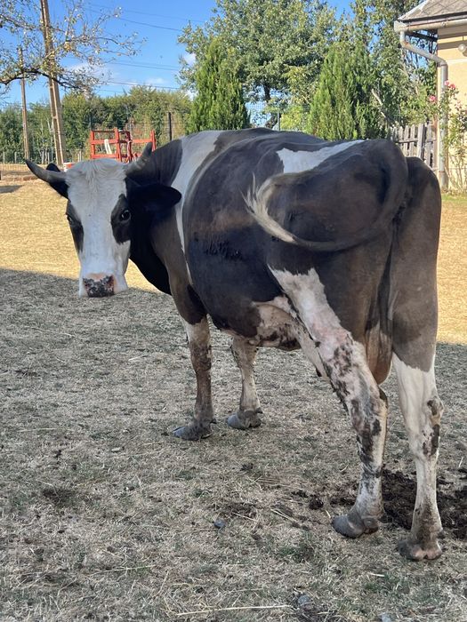 Vand vaca de lapte
