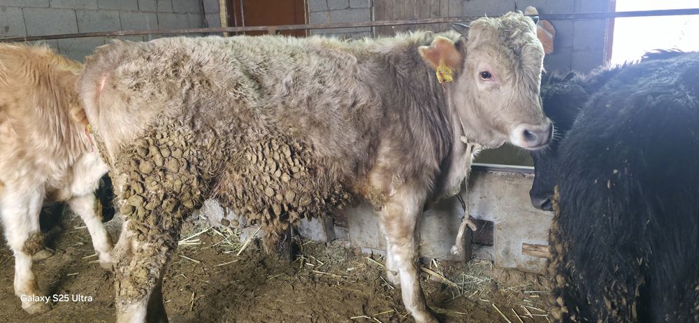 Бычки подсосы ангус ауликоль