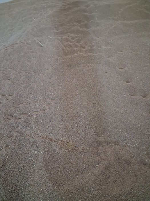 Grâu de vanzare 2025