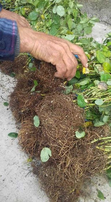 Trandafiri de dulceata din Bulgaria, varsta 2 sezoane pepiniera +Bonus