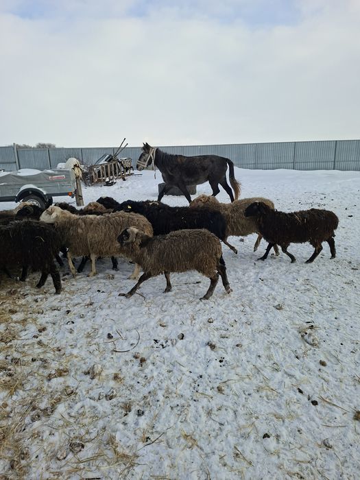 Продам баранов с откорма.овцы