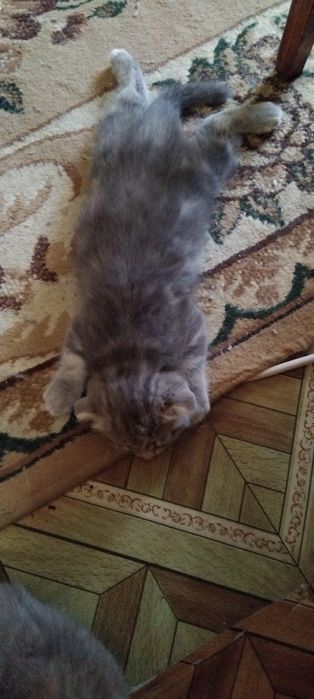 Продам котёнка два месяца.