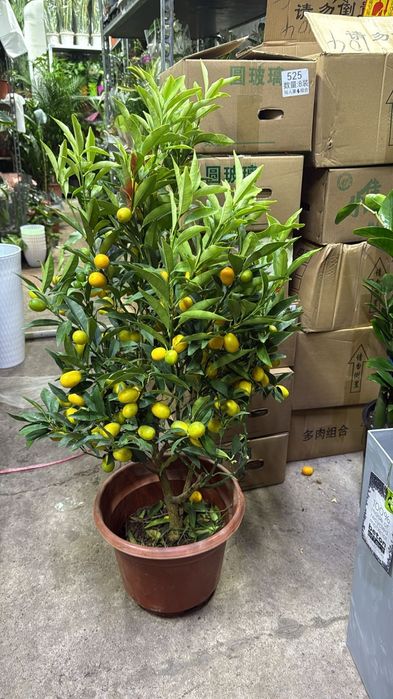 Продам дерево цитруса кумкват