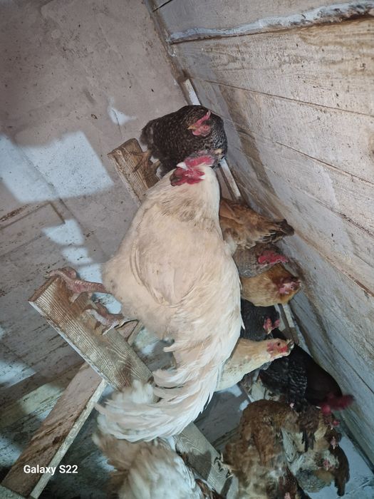 Продам цыплят,утят,гусят.